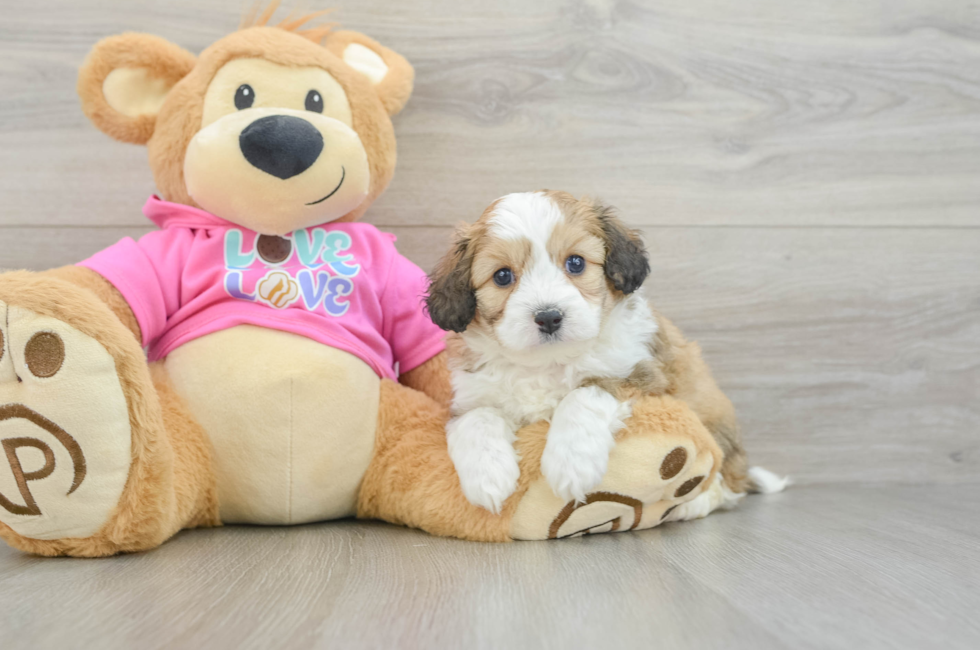 5 week old Aussiechon Puppy For Sale - Premier Pups