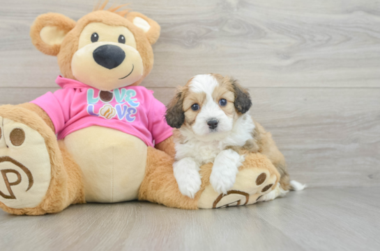Smart Aussiechon Designer Pup