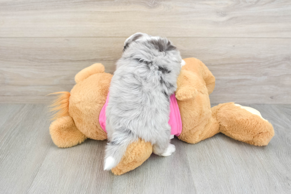 Aussiechon Pup Being Cute