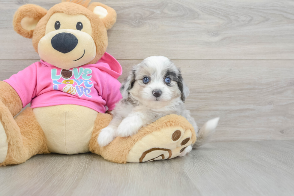 Aussiechon Pup Being Cute