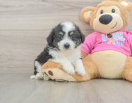 6 week old Aussiechon Puppy For Sale - Premier Pups