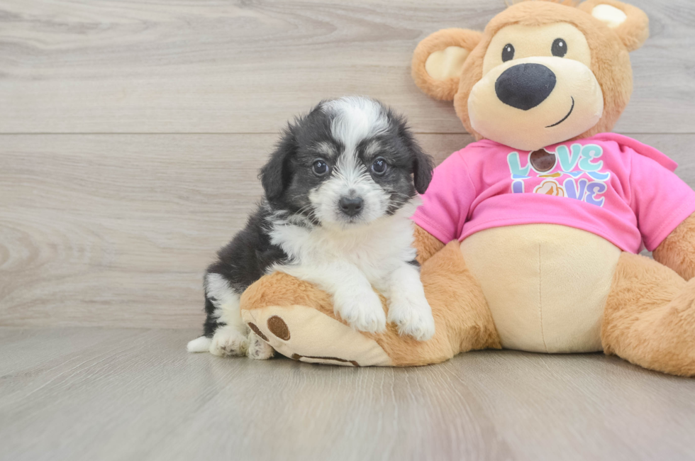5 week old Aussiechon Puppy For Sale - Premier Pups