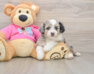 8 week old Aussiechon Puppy For Sale - Premier Pups