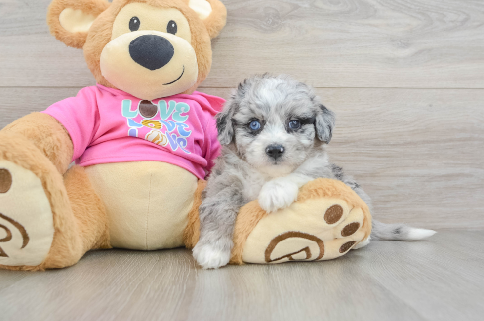 6 week old Aussiechon Puppy For Sale - Premier Pups