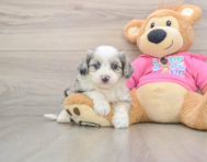 8 week old Aussiechon Puppy For Sale - Premier Pups