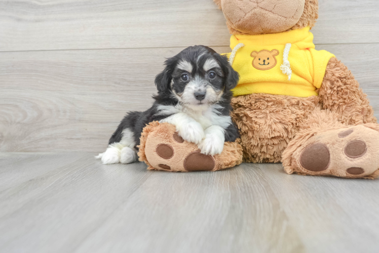 Aussiechon Puppy for Adoption