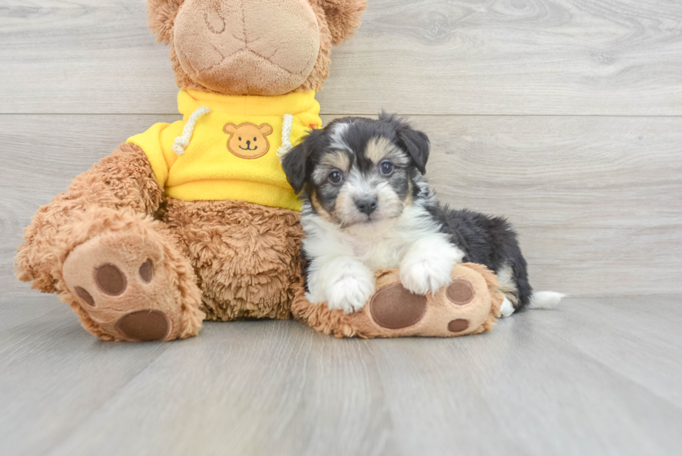 Playful Australian Designer Puppy