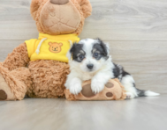 9 week old Aussiechon Puppy For Sale - Premier Pups