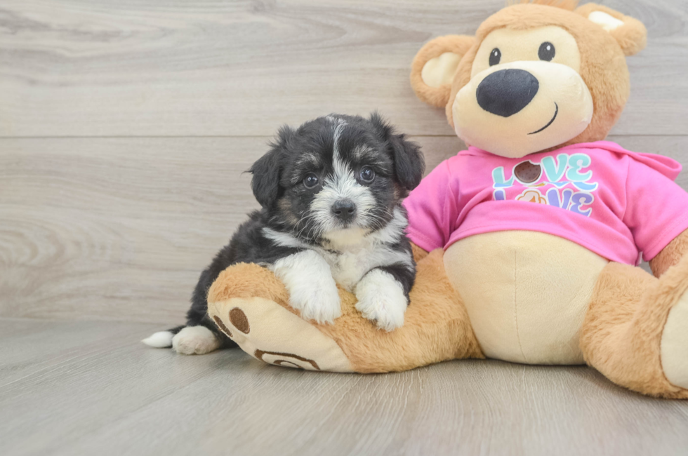 5 week old Aussiechon Puppy For Sale - Premier Pups