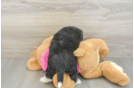 Aussiechon Puppy for Adoption