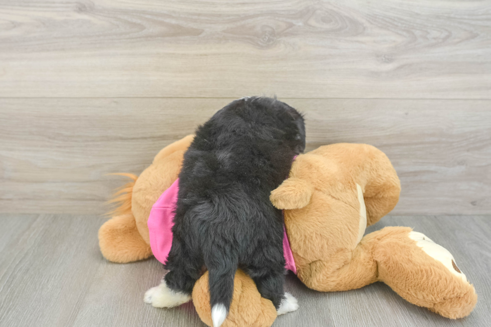 Aussiechon Puppy for Adoption