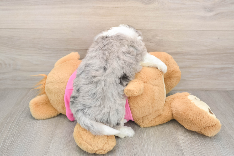 Aussiechon Puppy for Adoption