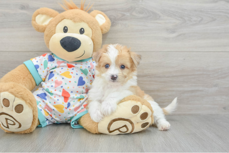 Best Aussiechon Baby