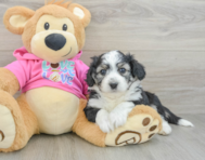 5 week old Aussiechon Puppy For Sale - Premier Pups