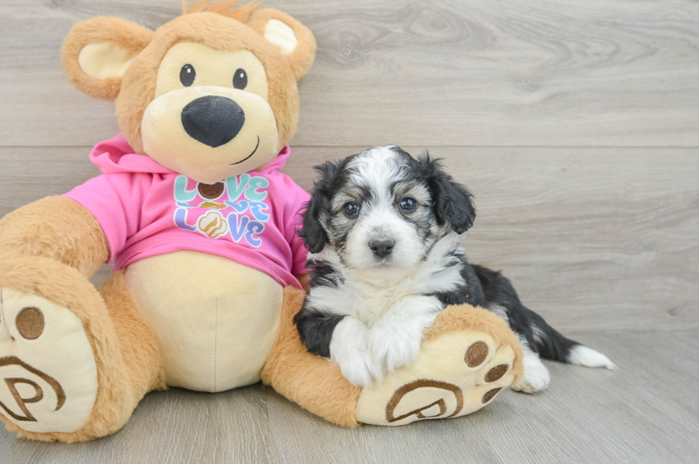 6 week old Aussiechon Puppy For Sale - Premier Pups