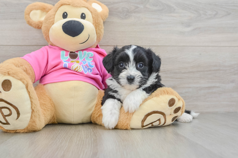 6 week old Aussiechon Puppy For Sale - Premier Pups