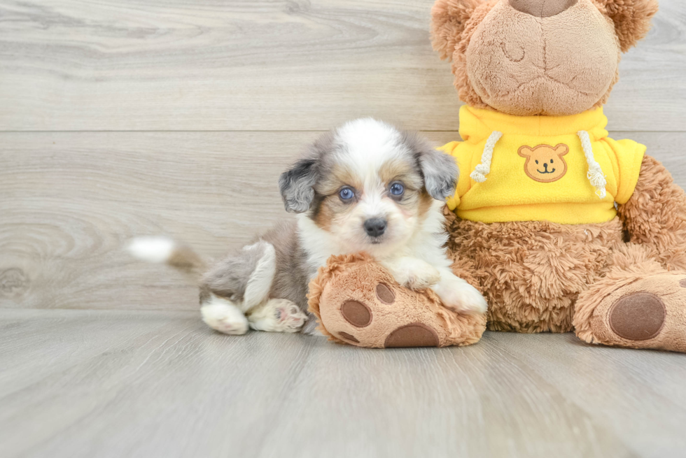 Playful Aussie Bichon Designer Puppy