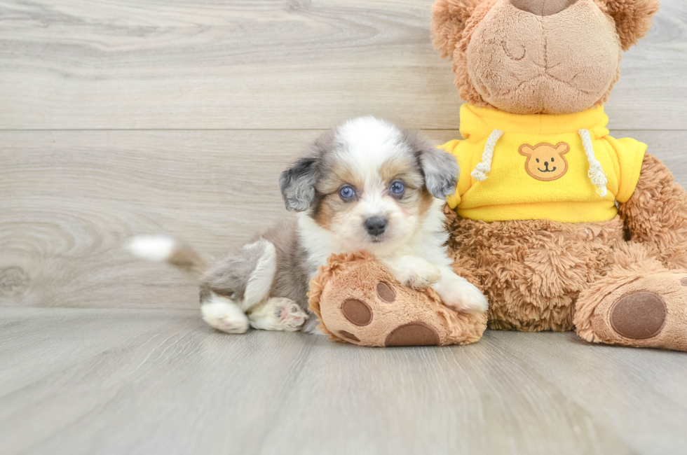 7 week old Aussiechon Puppy For Sale - Premier Pups