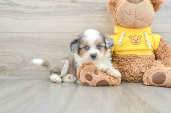 Playful Aussie Bichon Designer Puppy