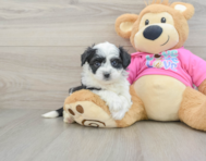 6 week old Aussiechon Puppy For Sale - Premier Pups