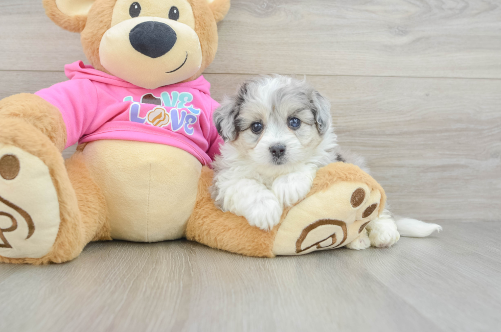 5 week old Aussiechon Puppy For Sale - Premier Pups