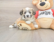 7 week old Aussiechon Puppy For Sale - Premier Pups