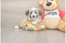 Aussiechon Puppy for Adoption