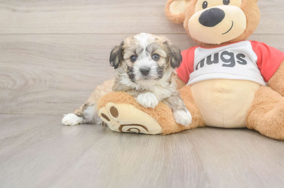 5 week old Aussiechon Puppy For Sale - Premier Pups