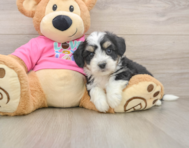 7 week old Aussiechon Puppy For Sale - Premier Pups