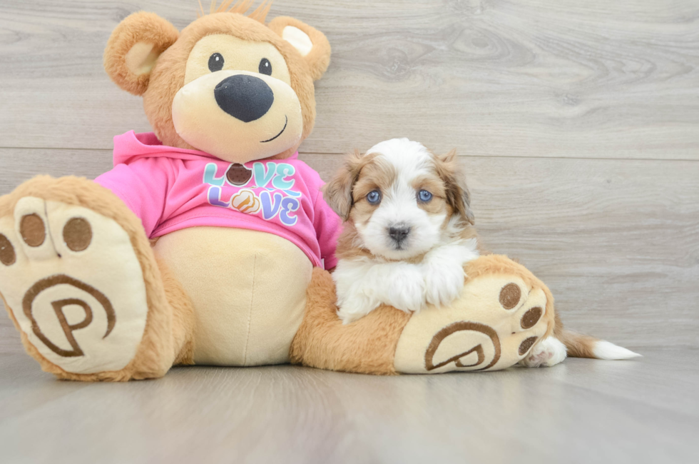 5 week old Aussiechon Puppy For Sale - Premier Pups
