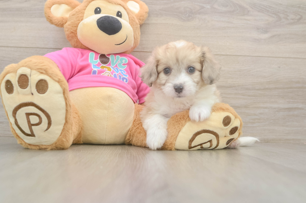 6 week old Aussiechon Puppy For Sale - Premier Pups