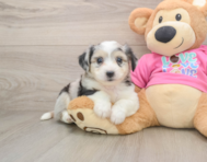 7 week old Aussiechon Puppy For Sale - Premier Pups