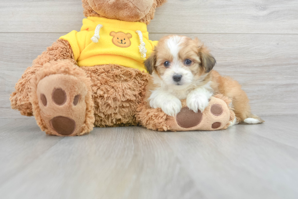 Fluffy Aussiechon Designer Pup