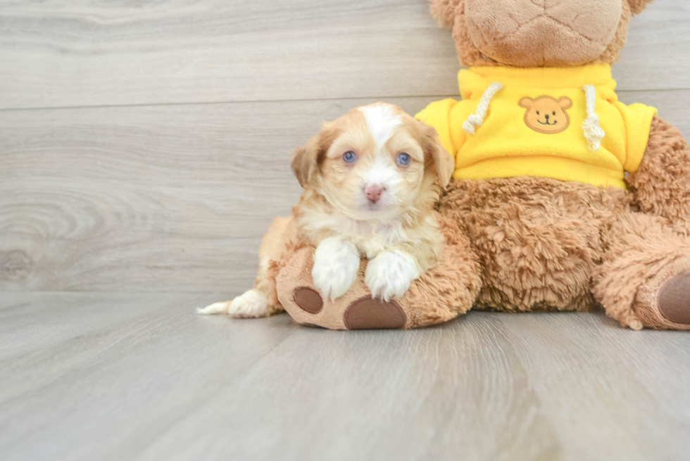 Fluffy Aussiechon Designer Pup