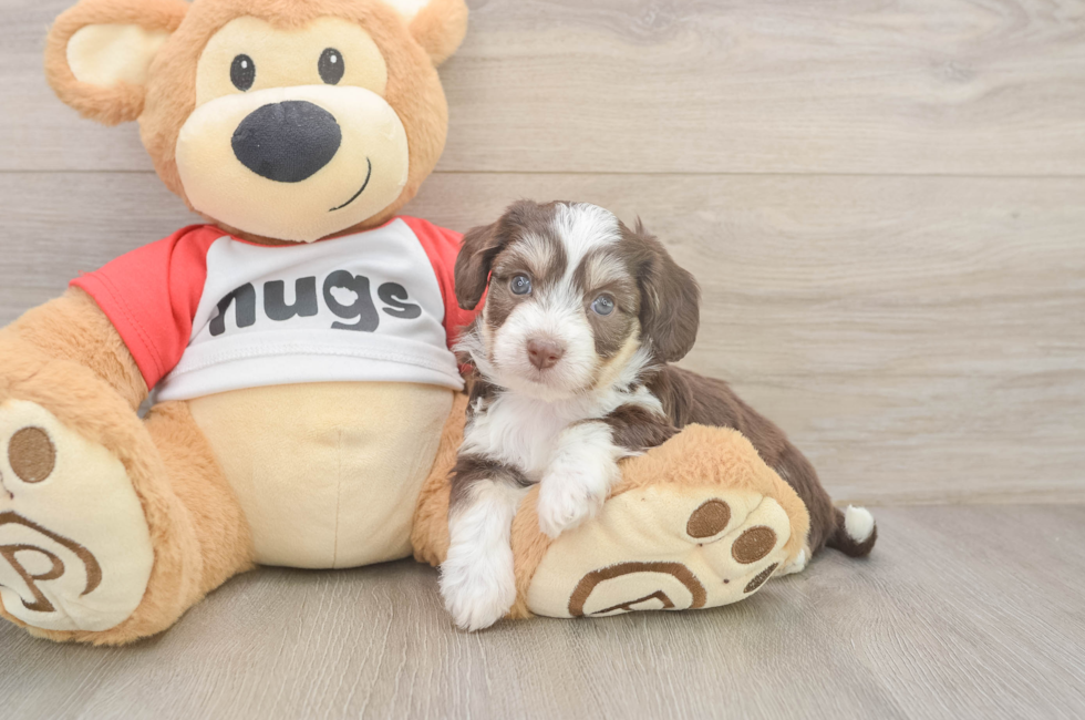 5 week old Aussiechon Puppy For Sale - Premier Pups