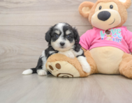 7 week old Aussiechon Puppy For Sale - Premier Pups