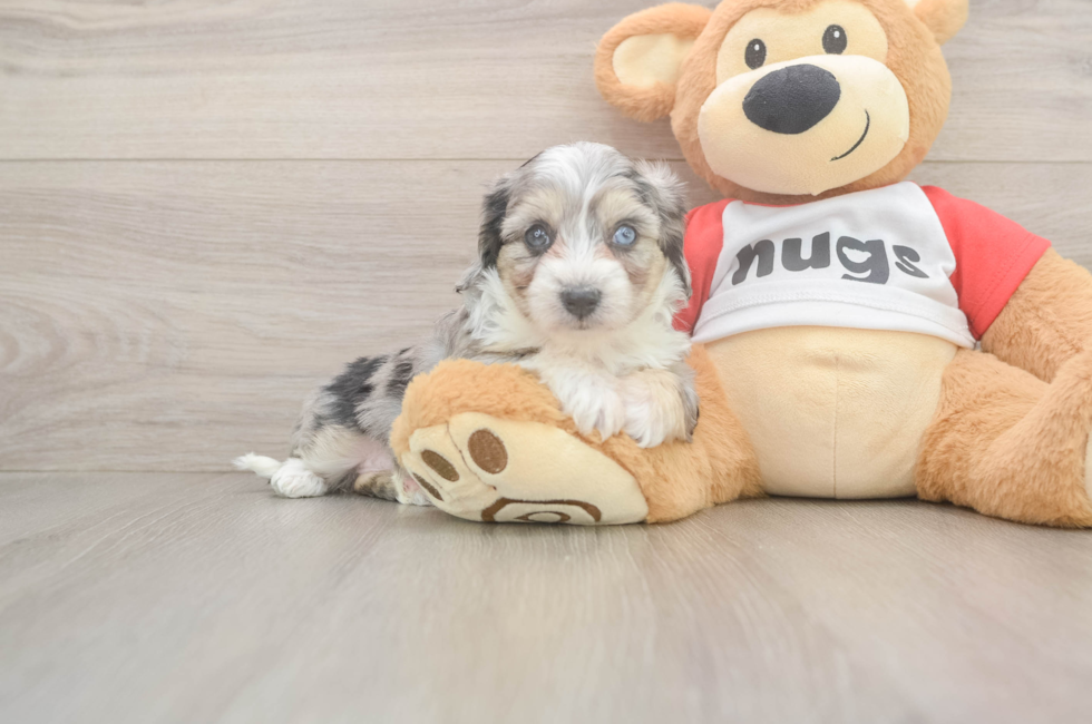 5 week old Aussiechon Puppy For Sale - Premier Pups