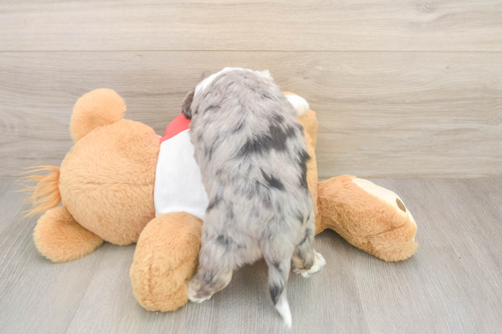 Hypoallergenic Aussie Bichon Designer Puppy