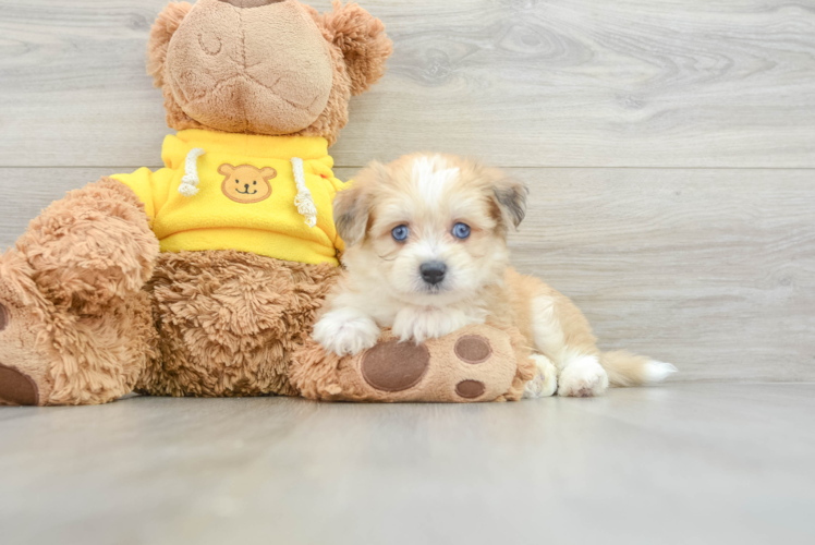 Little Aussie Bichon Designer Puppy