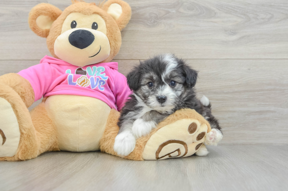 5 week old Aussiechon Puppy For Sale - Premier Pups