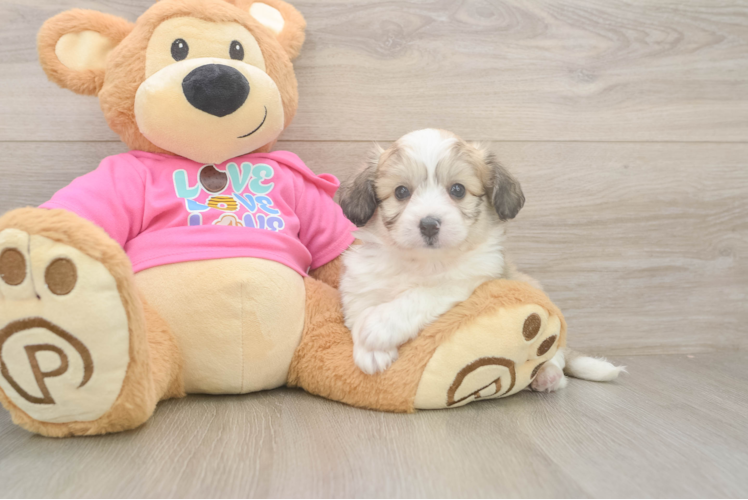 Best Aussiechon Baby
