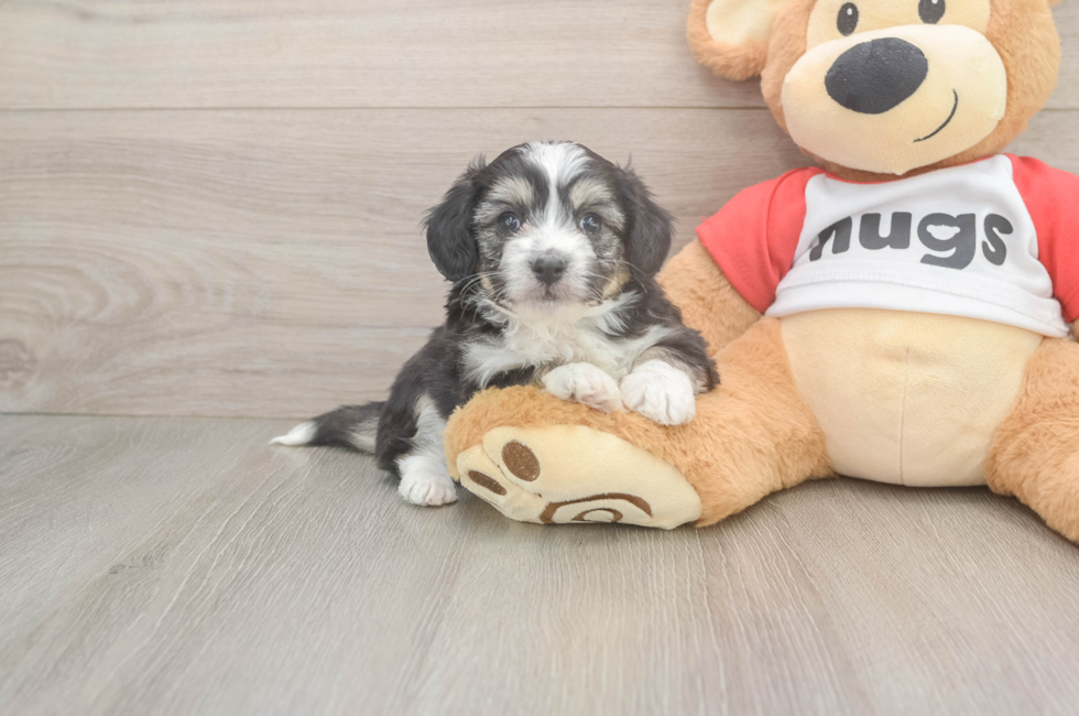 5 week old Aussiechon Puppy For Sale - Premier Pups