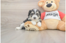 Aussiechon Puppy for Adoption