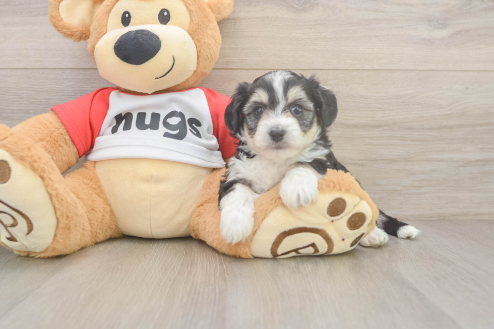 Energetic Aussie Bichon Designer Puppy