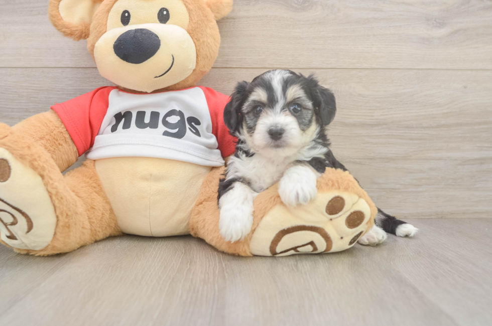 5 week old Aussiechon Puppy For Sale - Premier Pups