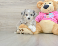 7 week old Aussiechon Puppy For Sale - Premier Pups