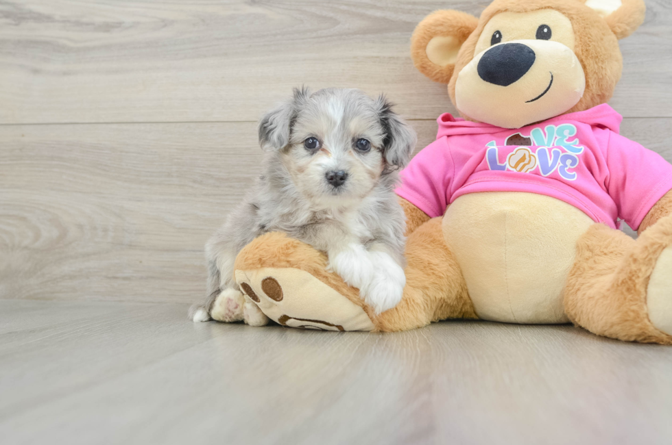5 week old Aussiechon Puppy For Sale - Premier Pups