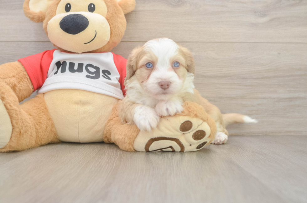 5 week old Aussiechon Puppy For Sale - Premier Pups