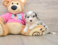 7 week old Aussiechon Puppy For Sale - Premier Pups
