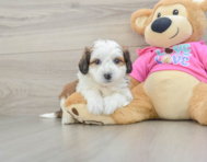 7 week old Aussiechon Puppy For Sale - Premier Pups